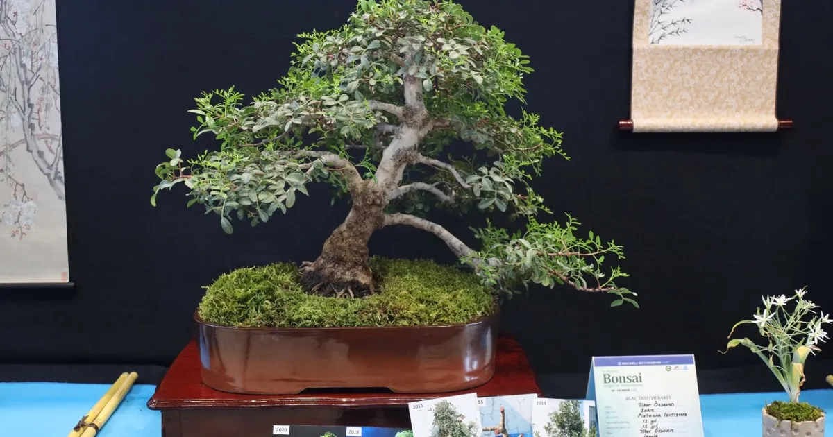 Kocaeli’de sanat tutkunları bonsai sanatı ile tanıştı