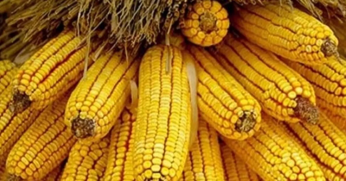 Mısır ithalatında yeni dönem… 1 milyon ton için Gümrük Vergisi sıfırlandı