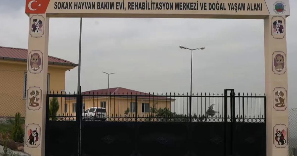 Siirt’te sokak hayvanları için dev proje
