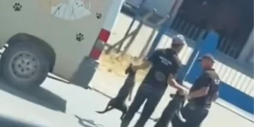 Düzce’de sokak köpeklerinin toplanma görüntüleri sosyal medyada tepki çekti